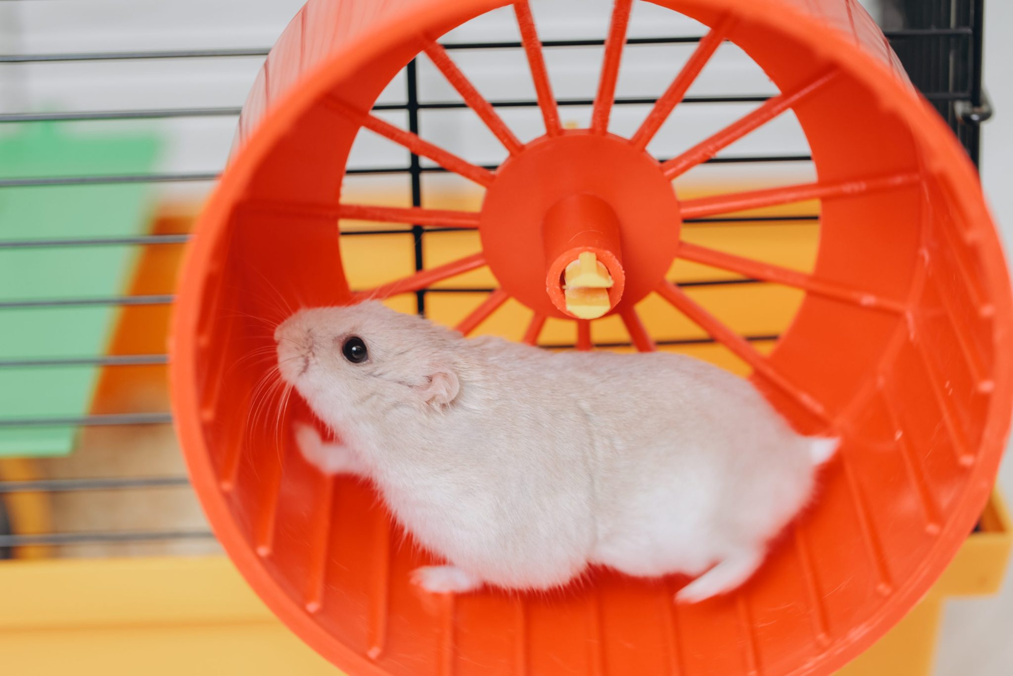 The U.S. economy is running hot and stuck on a hamster wheel as GDP growth must outpace borrowing costs—or else get sucked into a debt spiral 