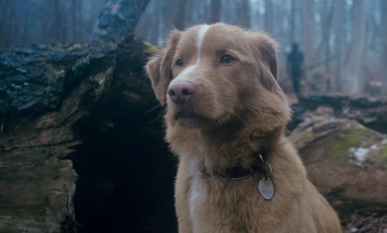 ‘Heart of the Beast’ – Brad Pitt’s Best Friend Steals the Show