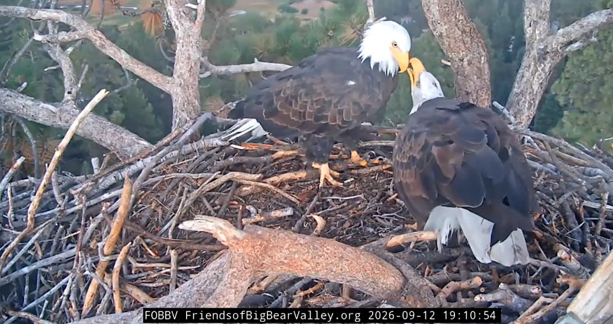 Bald eagles Shadow and Kaydee share a peaceful morning, Jackie’s memorial service approaches